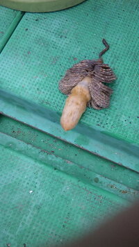 先日 6 7 海で釣りをしていた際このような生物がつれました 釣り初 Yahoo 知恵袋