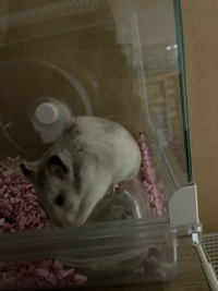 １歳４ヶ月のゴールデンハムスターを飼っています 最近 背中のこ 教えて しごとの先生 Yahoo しごとカタログ