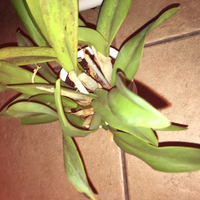 また花の名前をお尋ねします こちらの名前を教えてください 蘭 Yahoo 知恵袋