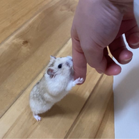 ハムスターが発泡スチロール用のボンドの固まりを食べてしまいました すぐに Yahoo 知恵袋