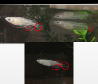 ヒレナガメダカについてです 飼っている4匹の体調が良くないで Yahoo 知恵袋
