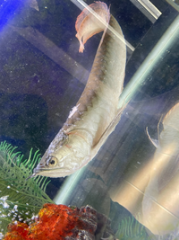 アロワナが病気になってしまいました 病名も分からないので写メを撮りまし Yahoo 知恵袋