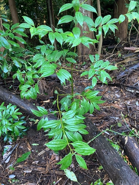 この植物の名前を教えてください。 ヤブニッケイかな？と思っています。 樹高１．５ｍ 場所 千葉県森の中 年月日 ２０２２年１１月２７日