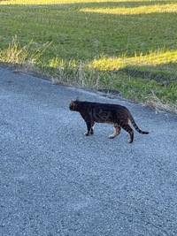 この猫はただの野良猫でしょうか？一瞬ベンガル猫にみえたのですが