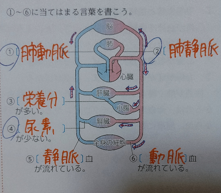 中学2年生 血液の循環 の問題です 理科の完全学習29p の考え方 Yahoo 知恵袋