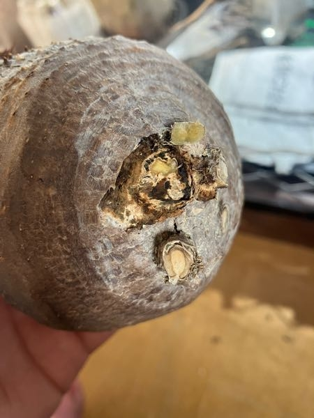 ベアルートのグラキリスを購入しました。芯の部分ではなく回りの皮の所