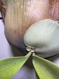 ビカクシダ質問用