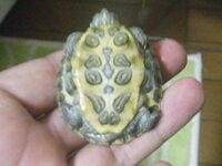 亀って なにをしてあげたら喜ぶんですか 亀を飼ってもうすぐ6年経ちます Yahoo 知恵袋