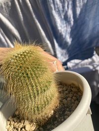 サボテンがしぼんできてるんですが対策はありますか もともと無 Yahoo 知恵袋