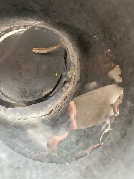 金魚本水槽に白点病治療で唐辛子を入れてみようと思うのですが本水 Yahoo 知恵袋