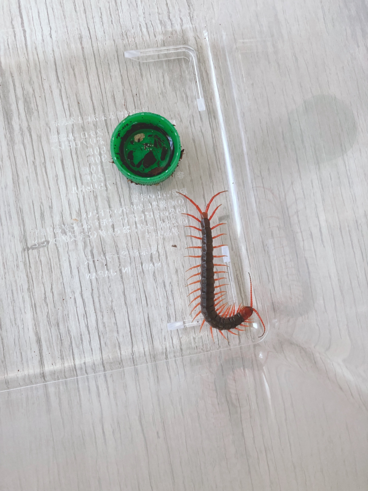 ムカデのケージについて 現在下画像の大きさのムカデを飼育しております Yahoo 知恵袋