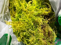 こちらの苔の種類を教えてください Yahoo 知恵袋