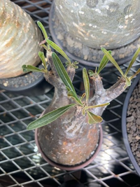 3頭グラキリス発根済み かわいいカッコイイです‼️ 今年は葉が落ちない