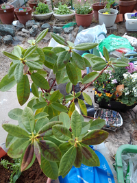 西洋シャクナゲ 種類は不明 の葉の何枚かが茶色くなってきてい Yahoo 知恵袋