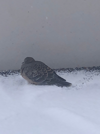 この鳥はなんですか？鳩くらいのサイズで茶色と黒のまだら模様、場所は仙台です。冬毛なのか正面から見るとまん丸で可愛いかったです。 