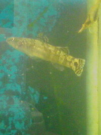 川に棲んでいるハゼは飼育しやすいですか 海水魚の飼育経験がないので海水 Yahoo 知恵袋