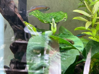 90cm水槽に入れていたアヌビアスナナに つぼみのようなものがあるんで Yahoo 知恵袋