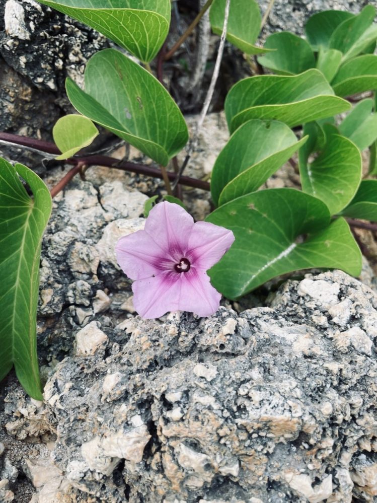 この花の名前はなんですか？