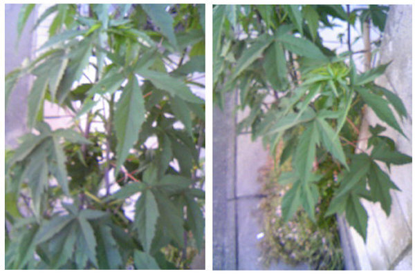 この植物の種類を教えてください 大麻に似ているような気がしま Yahoo 知恵袋