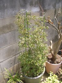 クレマチスカルトマニージョーの植え替え時期について教えてください Yahoo 知恵袋