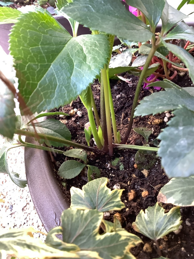 クリスマスローズを昨年11月に植えましたが花が咲きませんでした。新芽