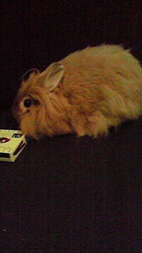 このウサギの種類は何でしょうか ジャージーウーリーのよ Yahoo 知恵袋