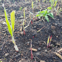 最近切り開いた土地、ヨシの地下茎から芽が出てきました。
定期的に濃いめの除草剤を気長に散布してれば根絶できますかね？ 