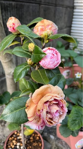 実がなるのは椿でしょうか？山茶花でしょうか？どちらも実がなるの