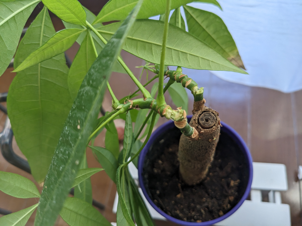 大至急！！大事に育ててたパキラの鉢が風で倒れてしまい、茎ごと折れて
