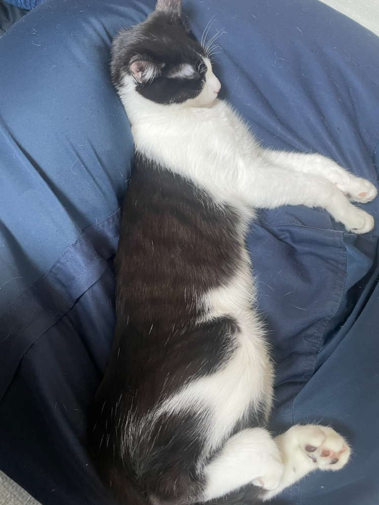 さきねこ　黒と白 51Xy+DpgKvL._UF894,1000_QL80_.jpg