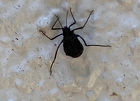 壁に黒い虫がいっぱい登ってきます。蜘蛛なのかなぁ。なんの虫でどーしたらいいでしょうか？ 