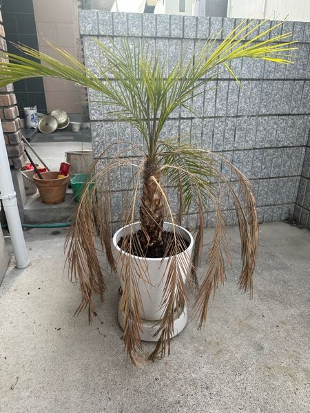 多分ですがフェニックスロベレニーです。ここから復活させたいで