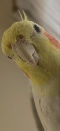 オカメインコオス2歳です。鼻の辺りがカサカサしているのですが... - Yahoo!知恵袋