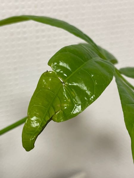 1週間前に購入したパキラの葉が写真のようになっています。小さな穴の