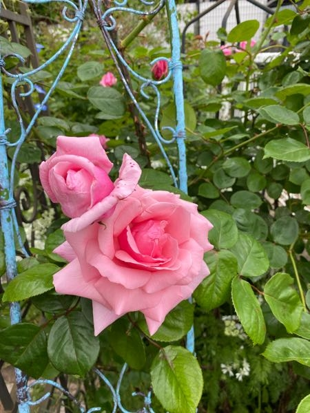 品種不明で破格で売られていた名前がわからない薔薇について… - 去年