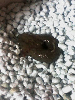 猫の軟便＆血便 - さっき生後４か月のうちの猫がやわらかいう 