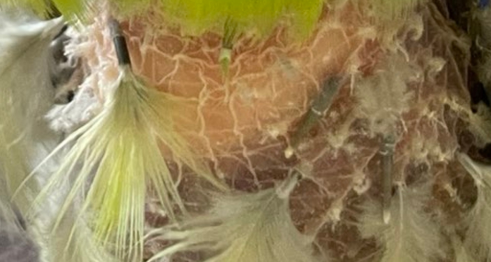 鳥さんの地肌って、ぶつぶつの鳥肌だとおもっていたんですが、
白い格子状みたいな、筋はなんなんでしょうか？
羽は、皮膚の下に刺さっているんでしょうか？ 