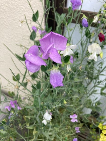 花に関する質問です。以前友人が写真の花をスイートピーと言って買ってきたのですが育てていたらエンドウ