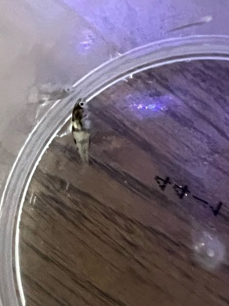漁港で捕まえました。 なんて言う魚ですか？ イシダイ？クロダイ？ 10mmほどでよく泳いでます