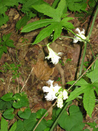 木 きへん に 京 と書いて何て読むのですか 椋むく リョ Yahoo 知恵袋