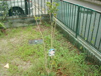 キンモクセイの育て方について教えてください ３年前くらいの春に苗を買っ Yahoo 知恵袋