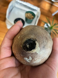 コーデックスの未発根を限りなく発根に近づけるには - KOCHITORA.TV