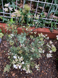 オルレアの苗を4月位に植えて、始めは大きな花が咲いていましたが株自体があまり成長する事なく今は小さな花が沢山付いています。 日当たりが悪過ぎるか？それとも土が合わないのか？(腐葉土、赤玉土を沢山混ぜました)
植えた時期が遅くて成長出来なかったのか？単にもう終わりの時期だからなのか？