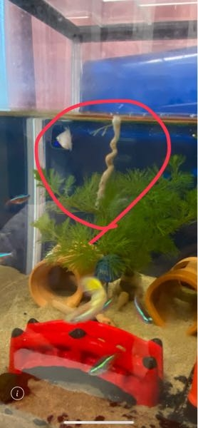 値下げしました】集中ろ過システム 熱帯魚やメダカの室内飼育に