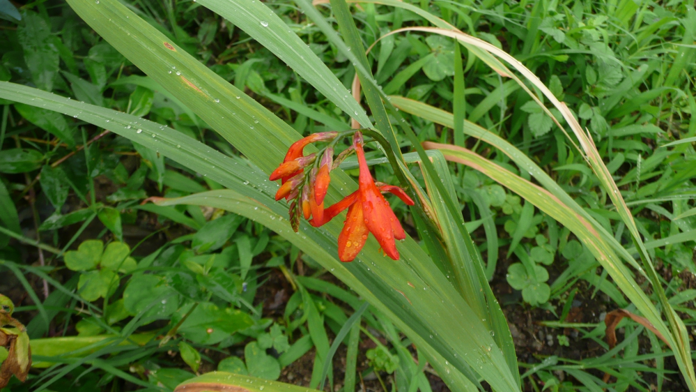 この花の名前 教えてください。 花壇にといただきました。 よろしくお願いします。