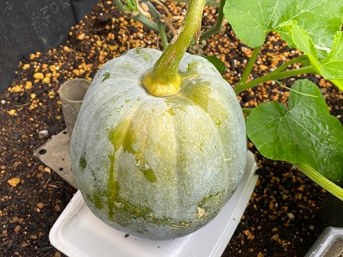 かぼちゃの実の変色について家庭菜園２年目ですバターナッツかぼ