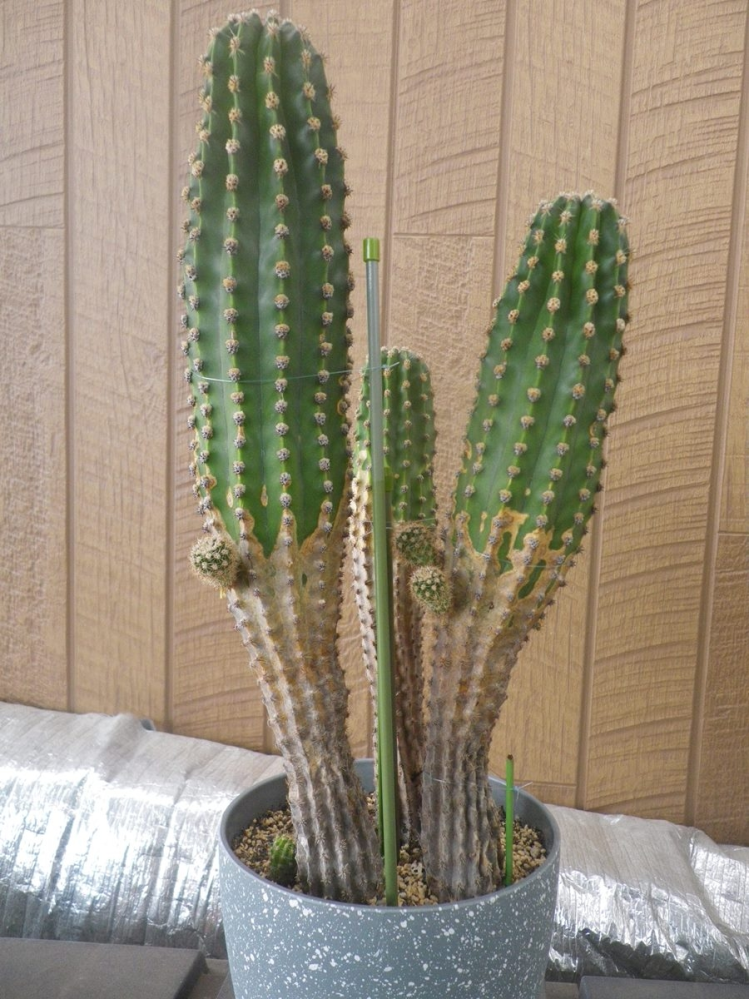サボテンがこんな感じになってます。きれいに仕立て直しが必要で
