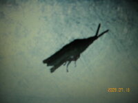 小学校で使う作文用紙高学年は1枚400時詰めですが 低学年は1枚何文字 Yahoo 知恵袋