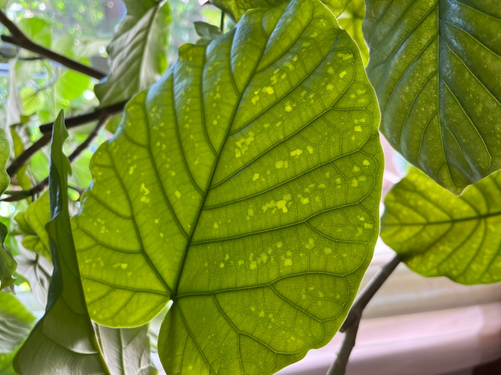 大きくなりすぎた観葉植物 - って、皆さんどうしてますか？うちでは大 