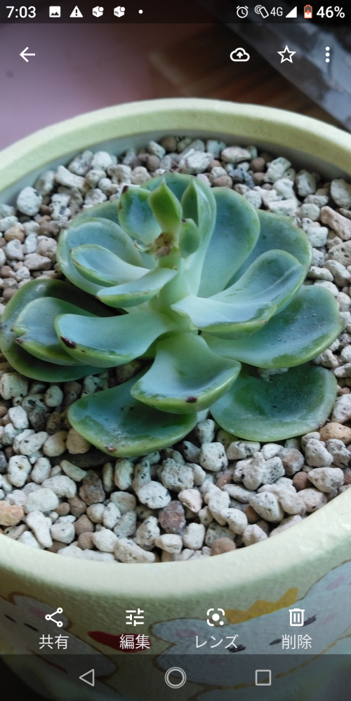 多肉植物初心者です。エケベリアのメロンという品種の苗を購入し